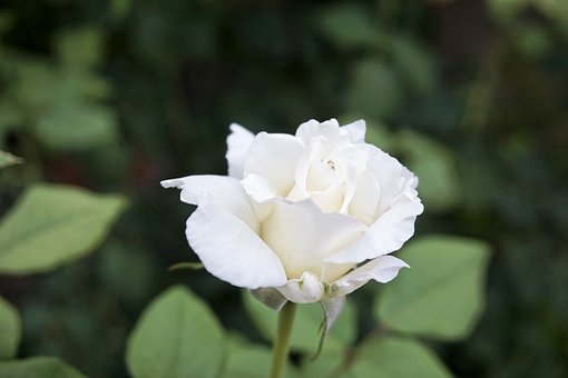一輪の白いバラ