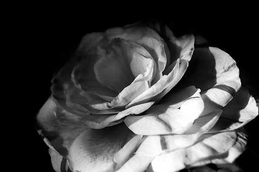 白黒の薔薇の写真